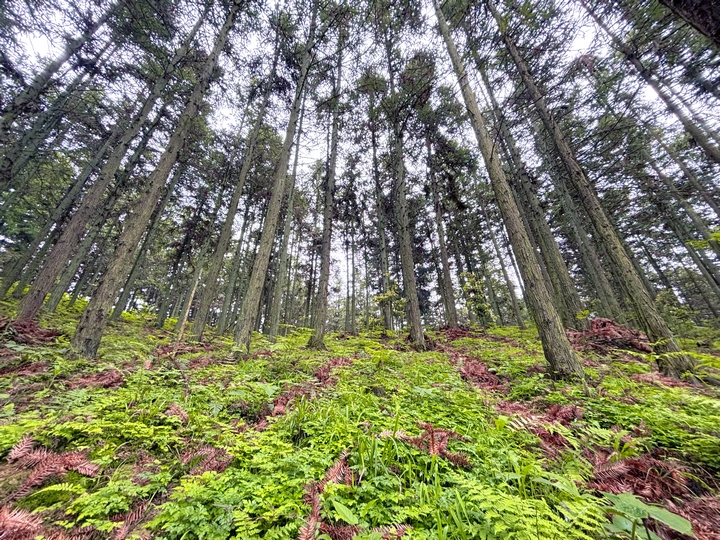 圖為：林下中藥材種植基地.jpg