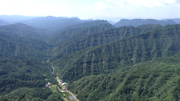 飞鸽森林公园茂密的植被。（税会静 摄）.jpg