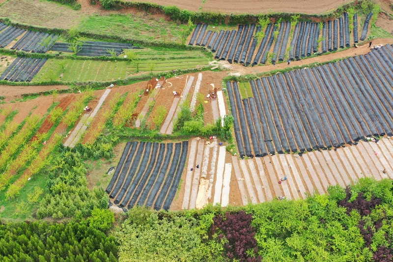 4月27日，威宁县桐威农林种养殖专业合作社育苗基地一角。