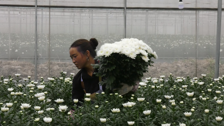 采摘菊花。