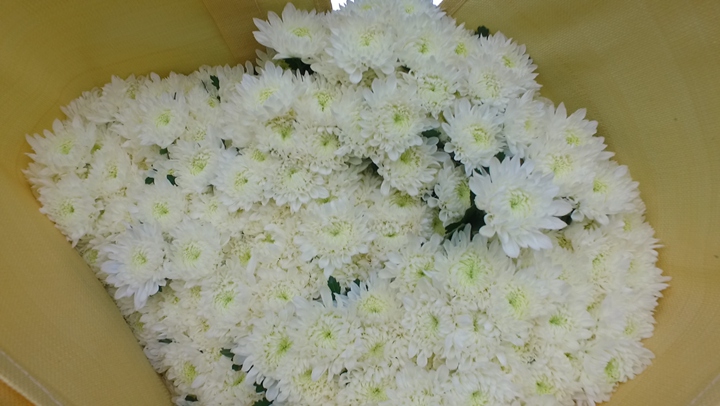 菊花。