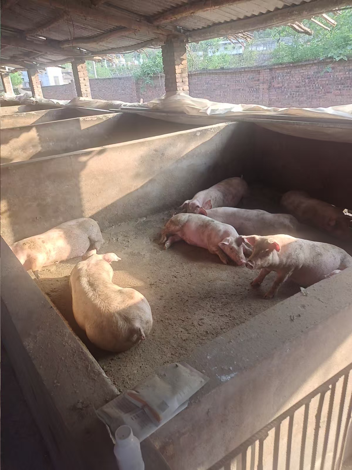 养猪场。