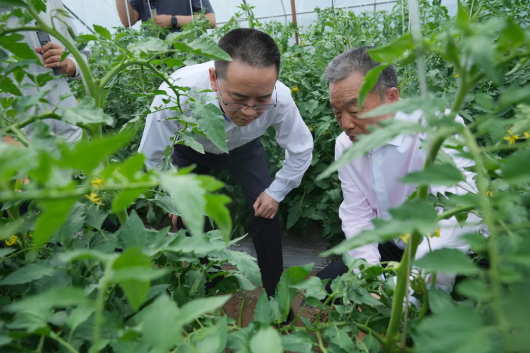深入田間地頭調研。