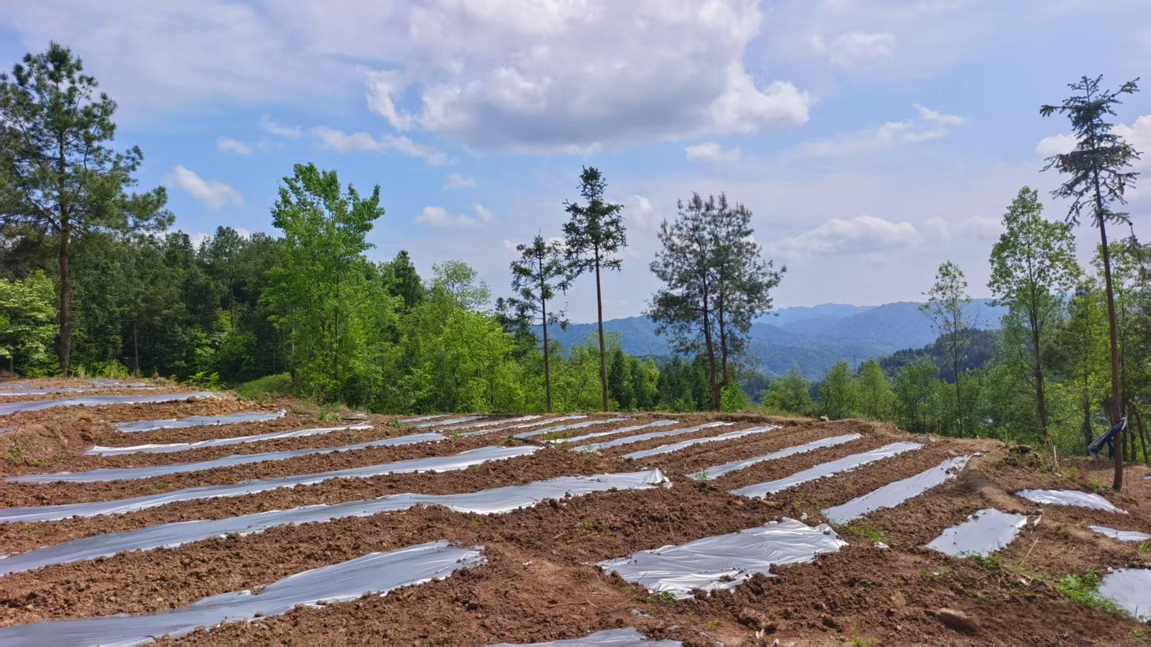 三岔河鎮天水池村頭花蓼與玉米套種示范地。