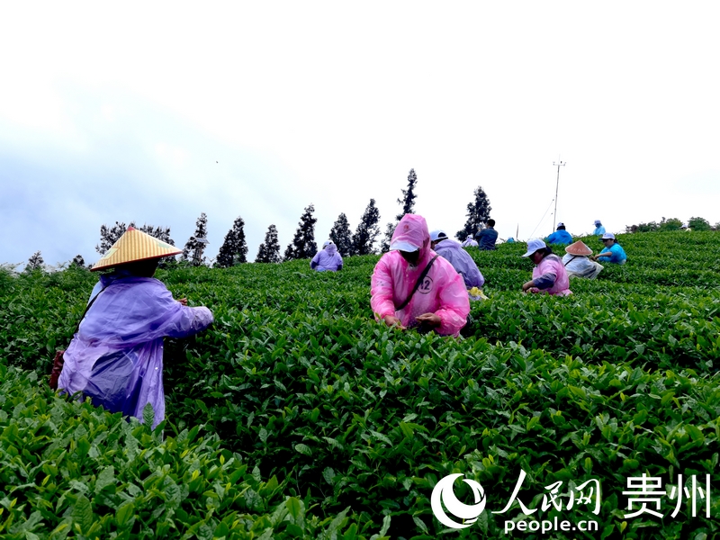 必赢官网“开阳富硒茶杯”职工职业技能大赛开幕(图2)