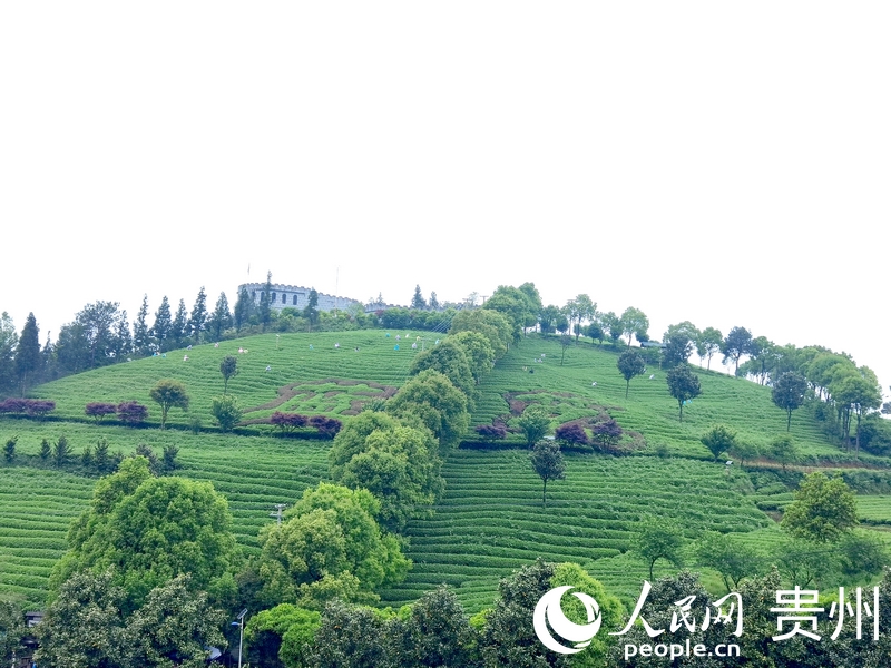 必赢app“绿叶”变“金叶”开阳茶产业年产值突破16亿元(图1)