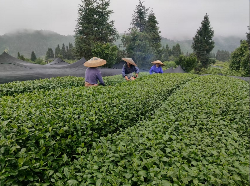 梵淨山茶園資料圖。銅仁市委宣傳部提供