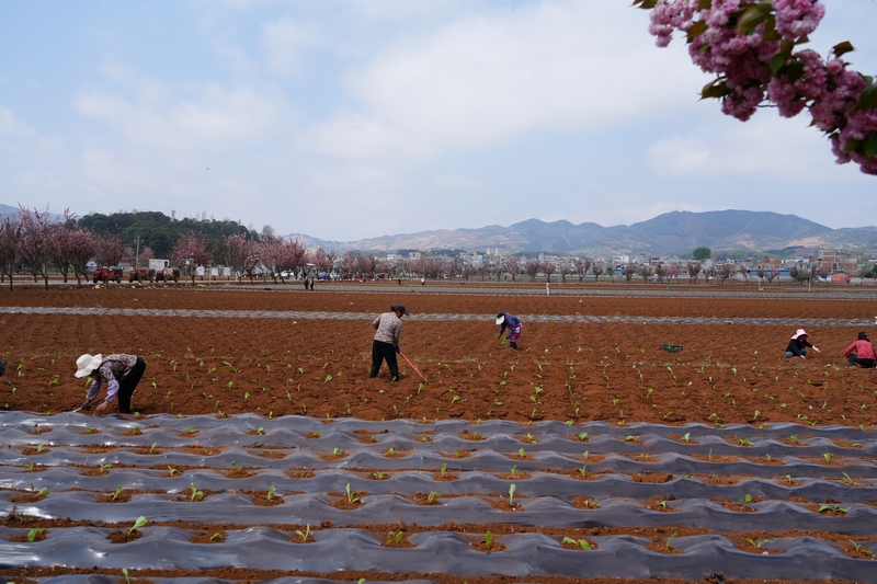 秀水壩子的煙農正在放苗、培土。李青攝