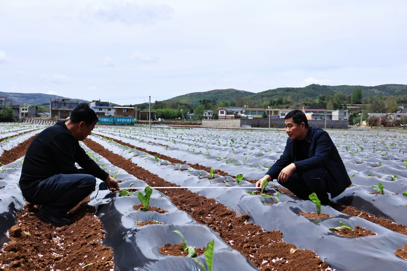 移栽督導組成員正在核查株行距。劉佳欣攝