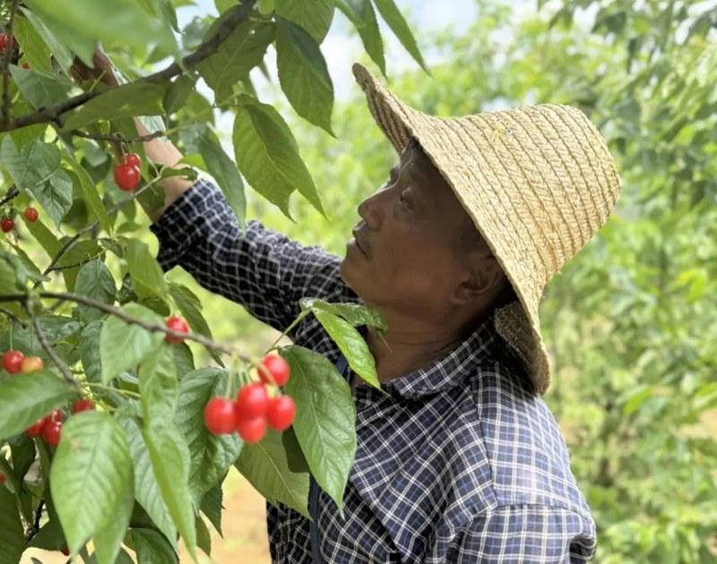 贵州水城：5000余亩玛瑙红樱桃喜迎丰收。
