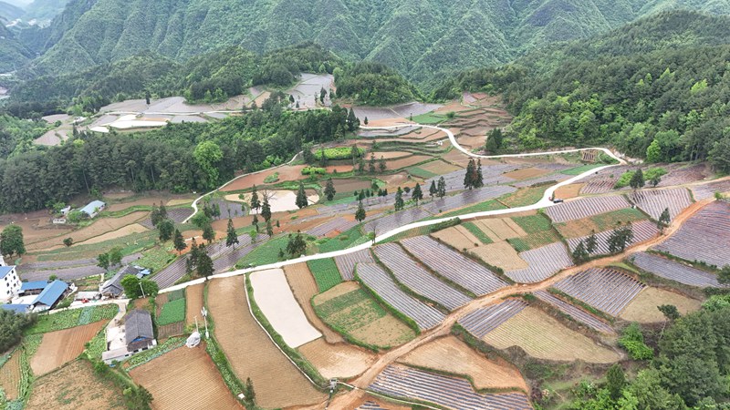 图为 在石阡县本庄镇辣椒连片种植基地，种植大户邓凯正在农技专家的指导下组织村民移栽辣椒苗。代忠国摄