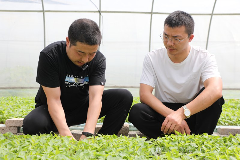 图为在花桥镇育苗基地，省农科院派驻石阡帮扶干部、辣椒专家张力正在给辣椒种植户讲解辣椒育苗选苗技术要领。黎祖艳摄