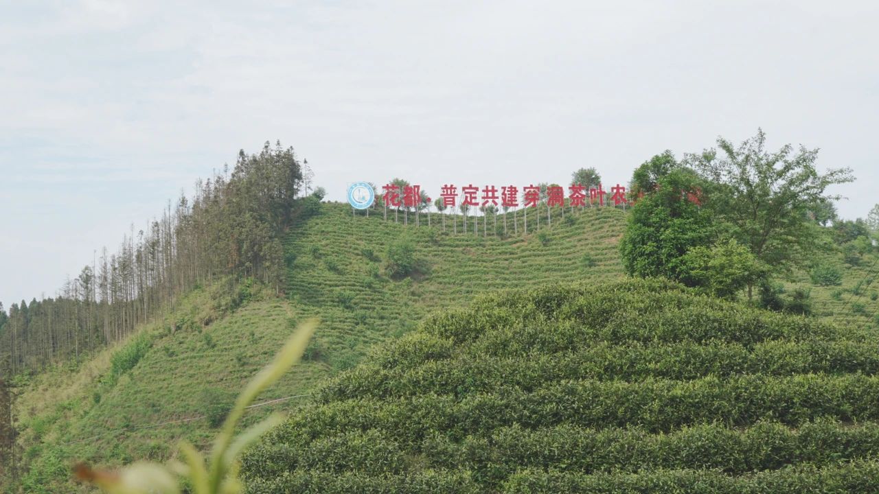 普定县靛山村的茶山基地。