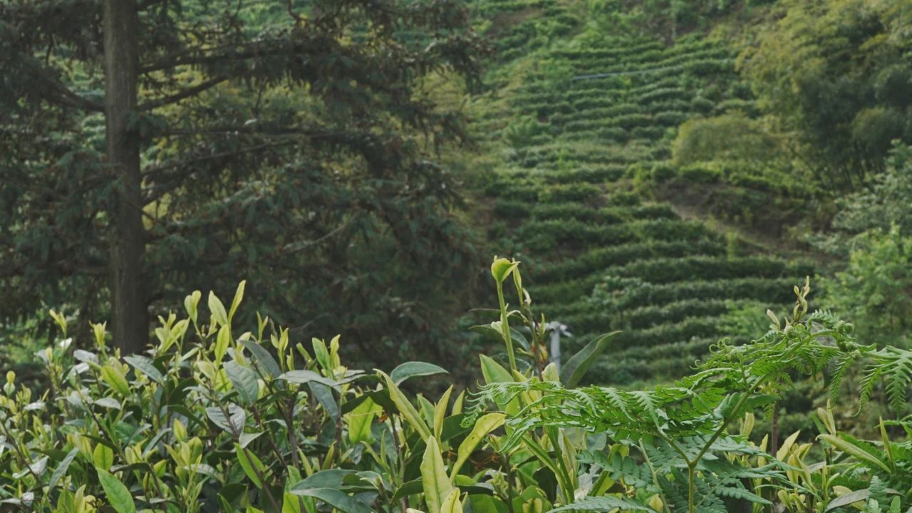 普定县靛山村的茶山基地。