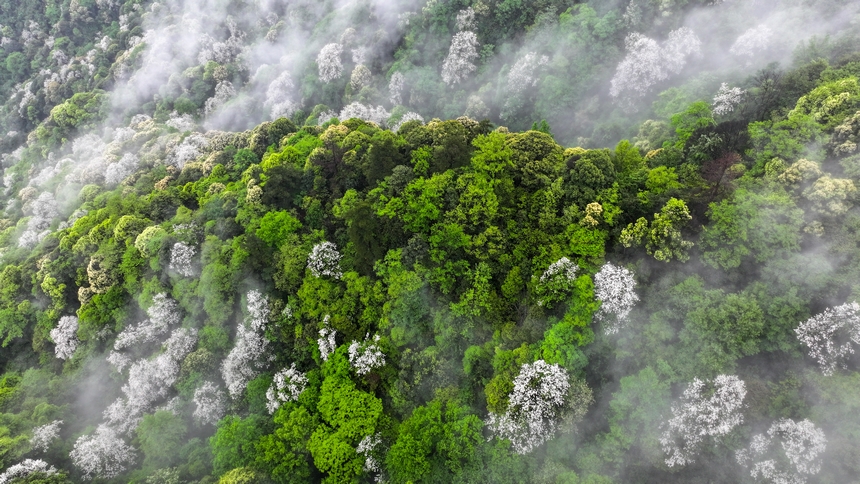 俯瞰世界自然遗产地梵净山赤杨叶花海。