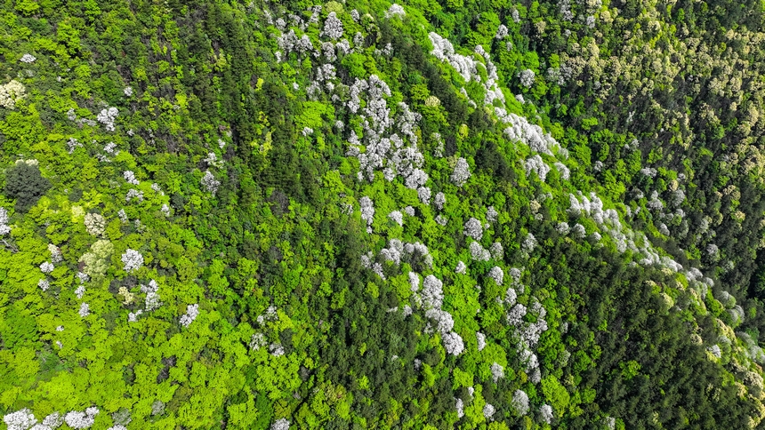 俯瞰世界自然遗产地梵净山花烂漫美景。