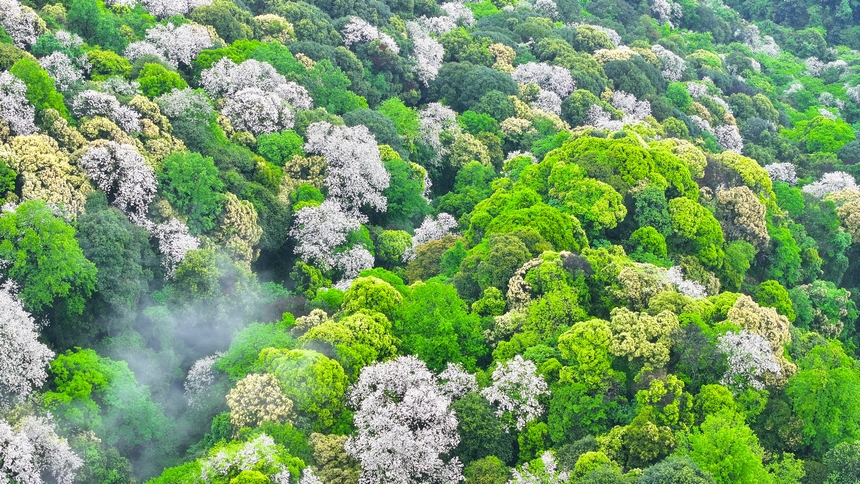 俯瞰世界自然遗产地梵净山赤杨叶花海。