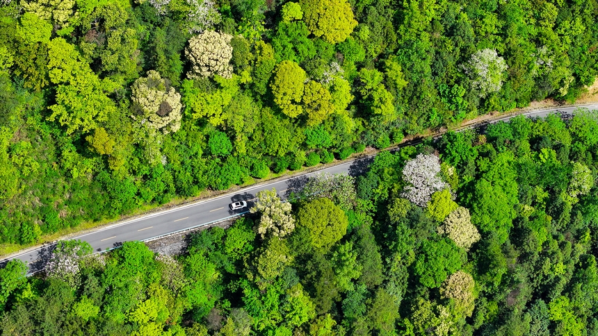 俯瞰世界自然遗产地梵净山山花烂漫美景。