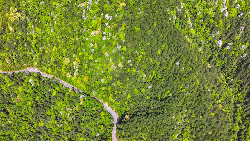俯瞰世界自然遗产地梵净山山花烂漫美景。