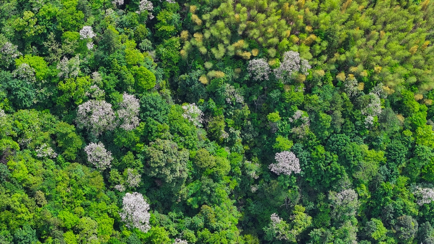 俯瞰世界自然遗产地梵净山山花烂漫美景。