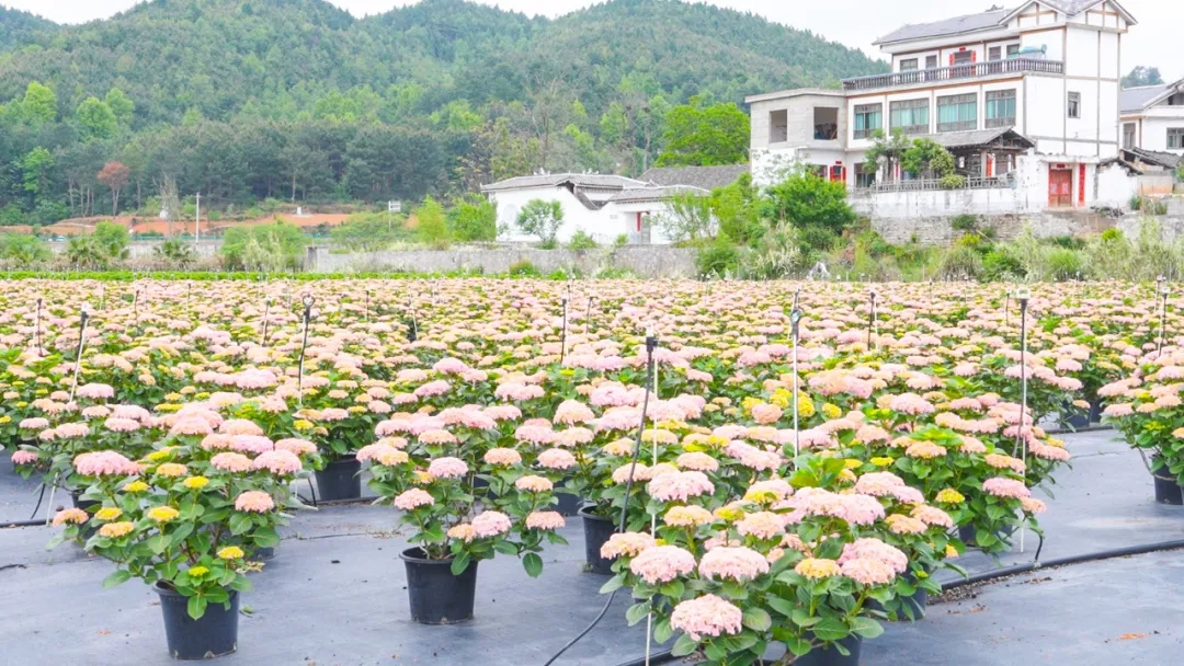绣球花开产业兴 多元发展促振兴。