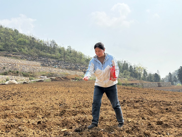 村民正在播种高粱。