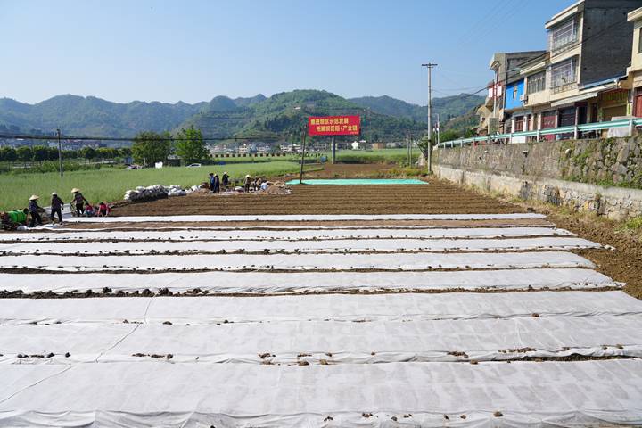 半自动化水稻育苗机正在作业。