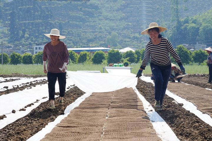 村民正在给育苗盘洒水、覆膜。