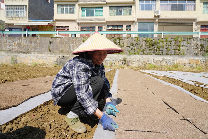 村民正把成品育苗盘摆放整齐。