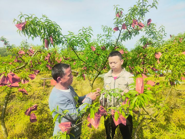 罗明元调研指导种植大户种植蟠桃。