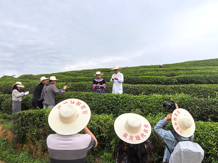 贵州石阡苔茶茶园。