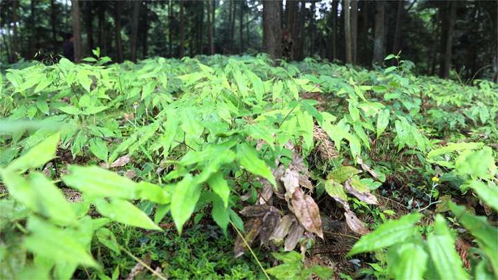 林下茂盛生长的淫羊藿。周远摄