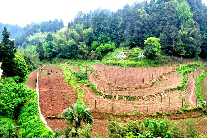 规整有度的中药材种植基地。