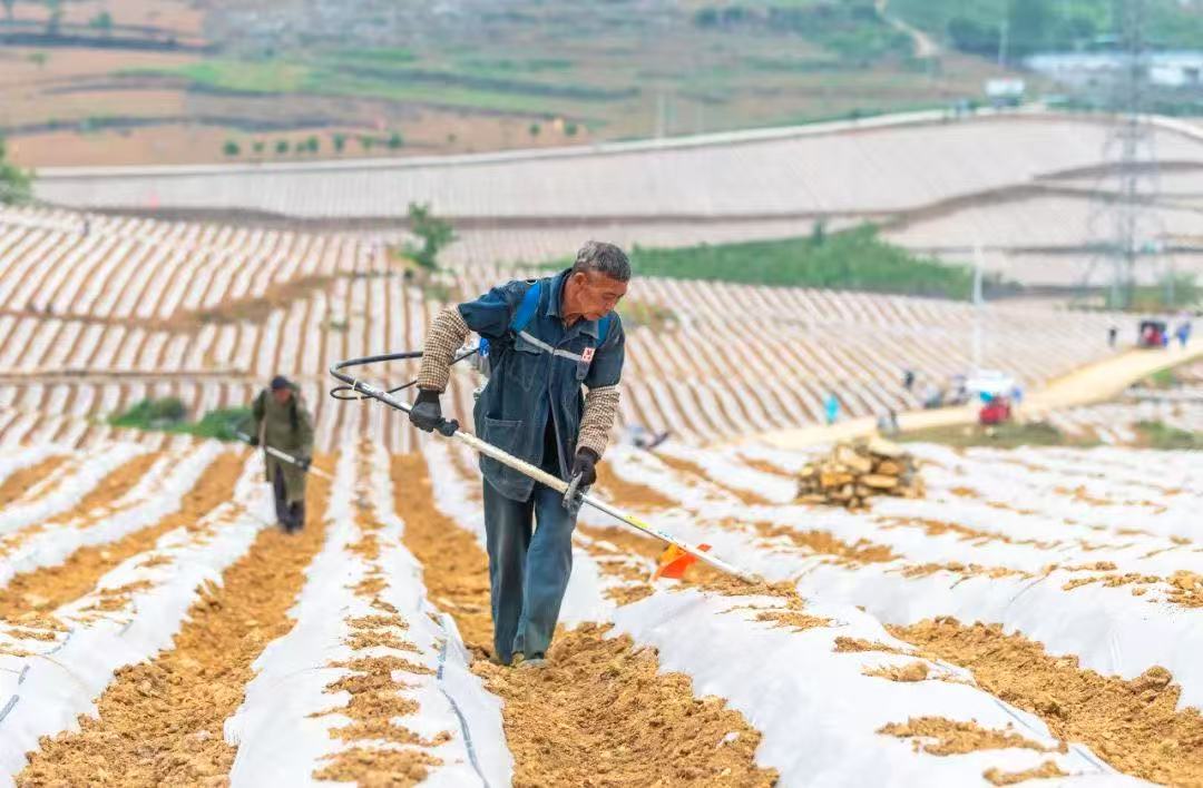 林泉镇张家湾村民正在进行烟苗移栽。