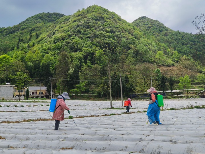 烟田移栽忙。