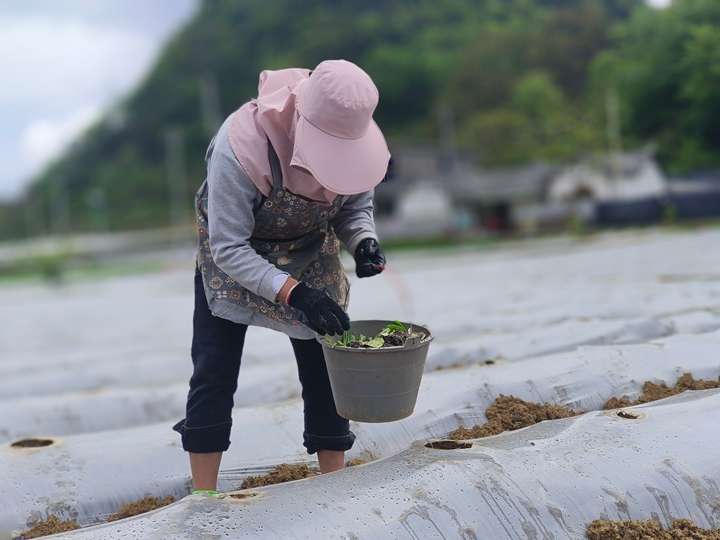 烟农正在移栽烟苗。