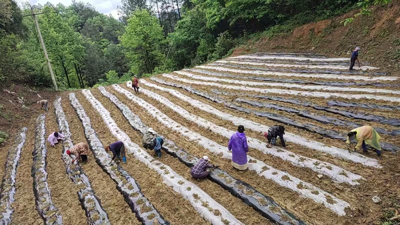 花桥镇朝阳村20多个群众正在加快推进辣椒200亩移栽。鲁廷林摄