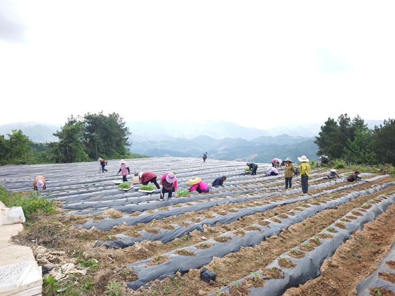 群众在花桥镇龙宝山全面启动梁家屯村500亩辣椒种植。陈丽摄