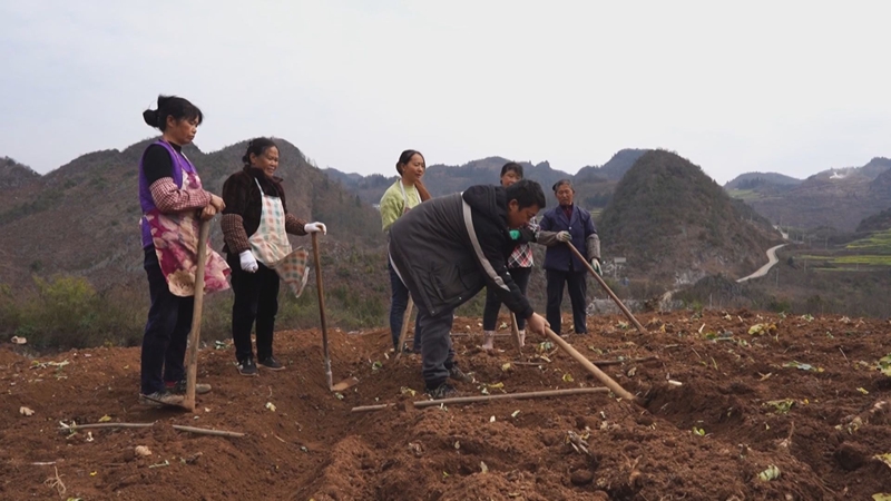 张顺勇手把手教农户种植中药材。
