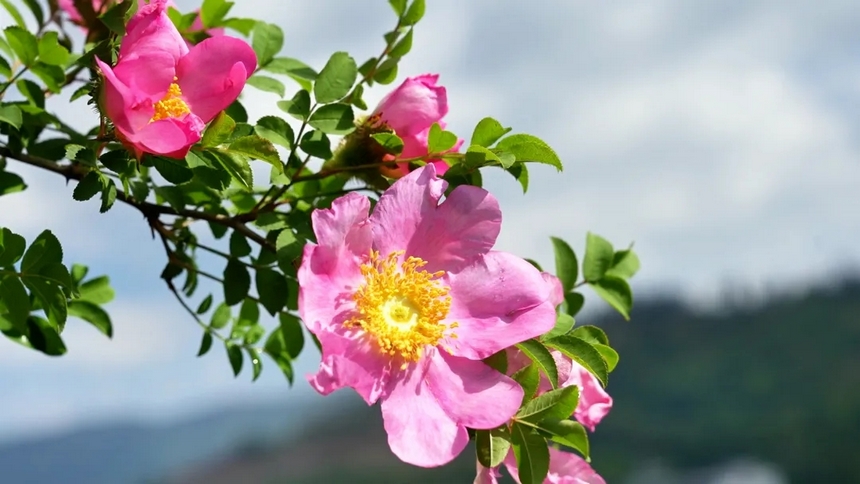 刺梨花。