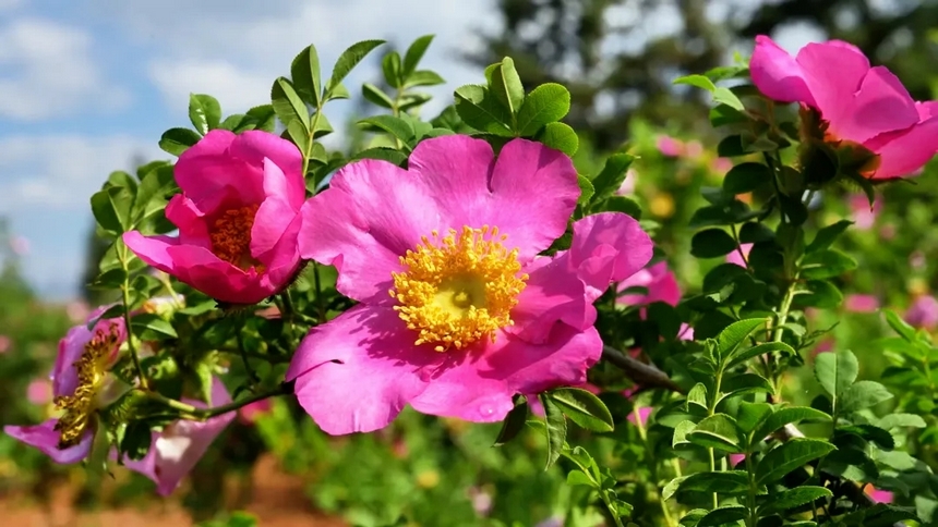 刺梨花。
