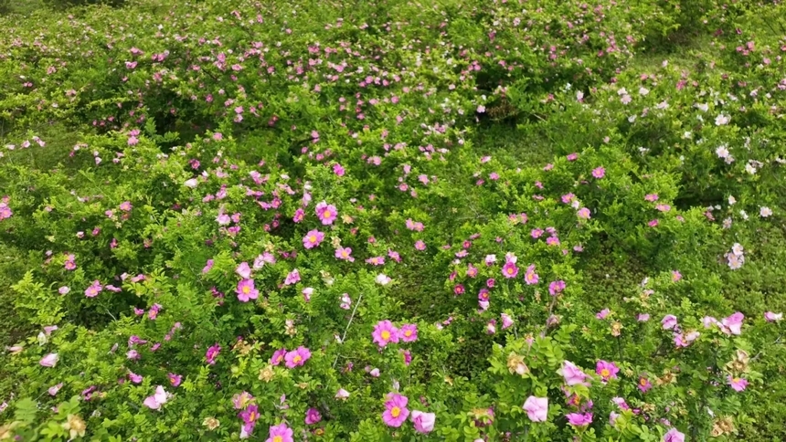 刺梨花。