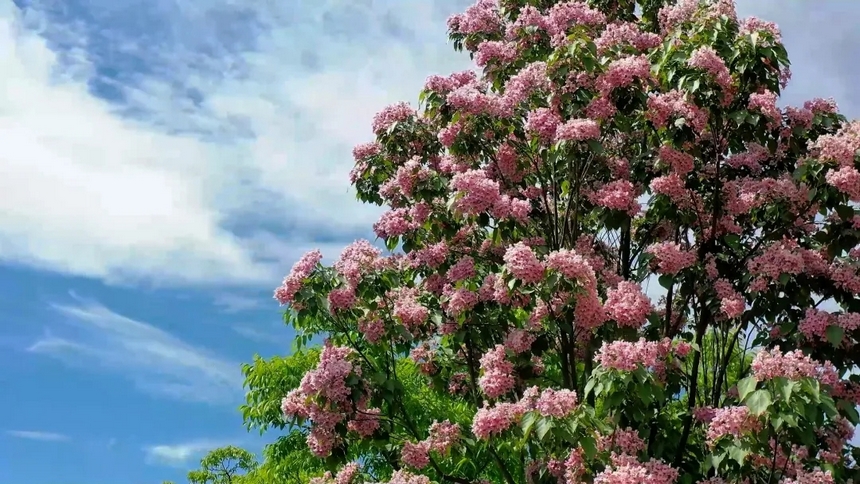 楸树花。