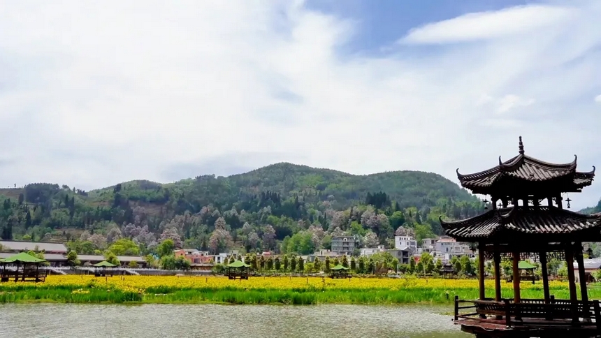 楸树花。