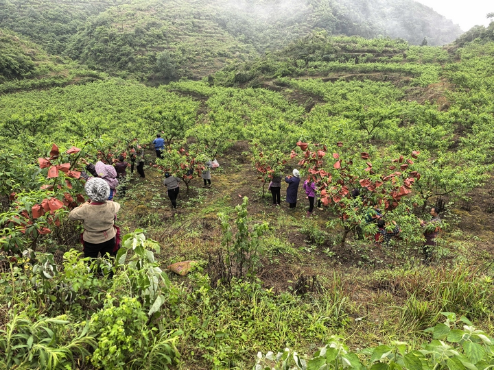 米坪乡黄桃种植园繁忙的一角  (1).jpg