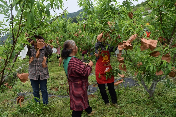 米坪乡黄桃种植园繁忙的一角  (2).JPG