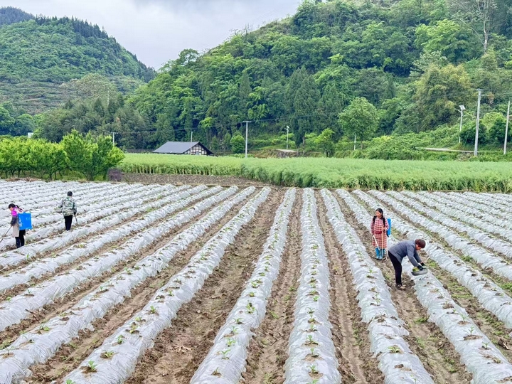 田间地头热闹的场景 (王斌 摄）.jpg