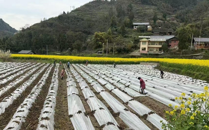 整理田垄为移栽做准备 （王斌 摄）.jpg
