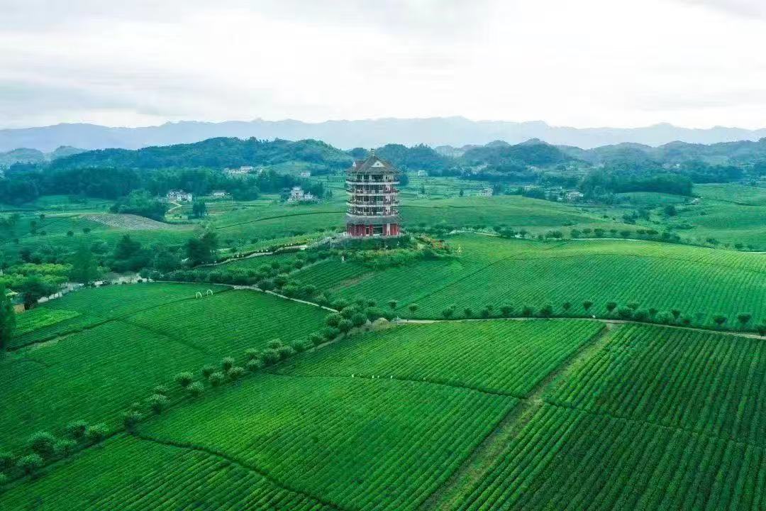 图为湄潭县万亩茶海。