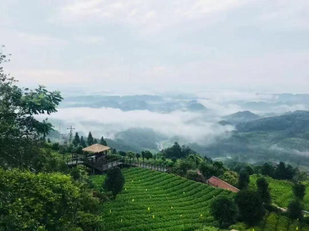 图为湄潭茶叶种植基地之一。
